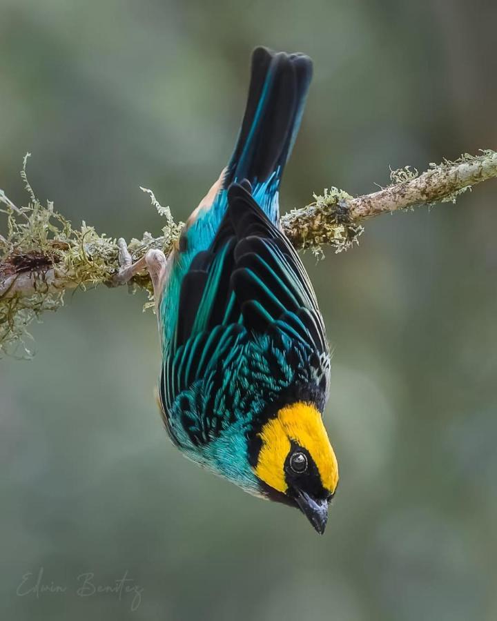 Bosque De Niebla Birding & Nature 卡利 外观 照片