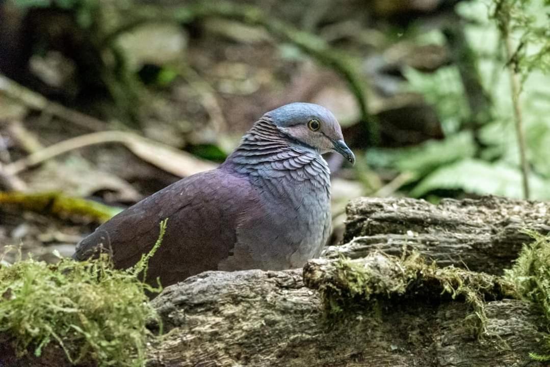 Bosque De Niebla Birding & Nature 卡利 外观 照片