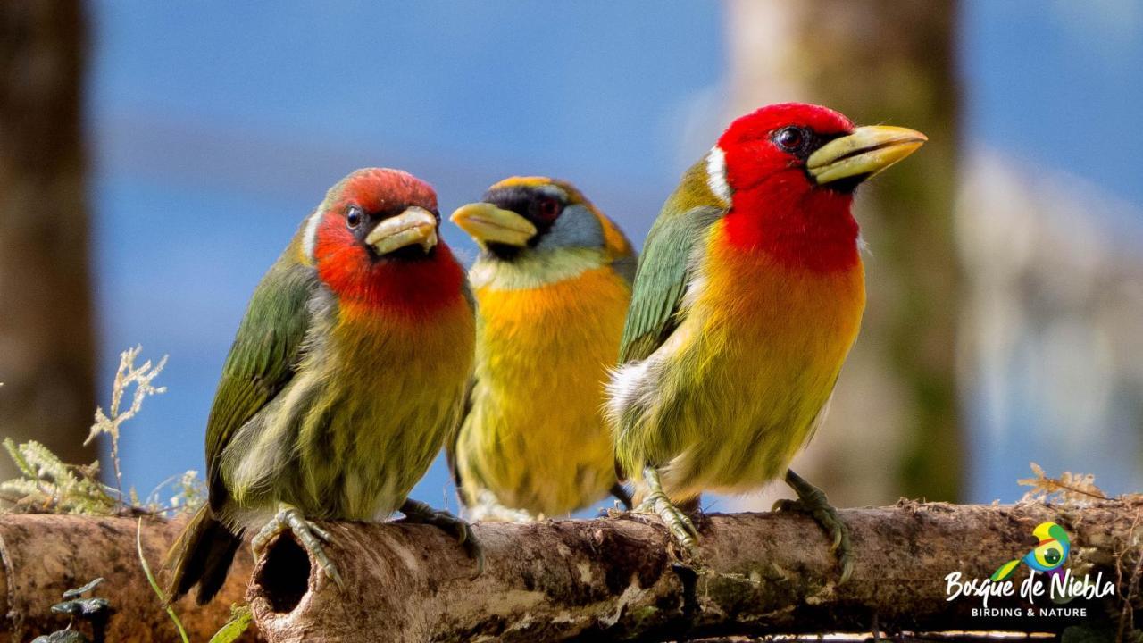 Bosque De Niebla Birding & Nature 卡利 外观 照片