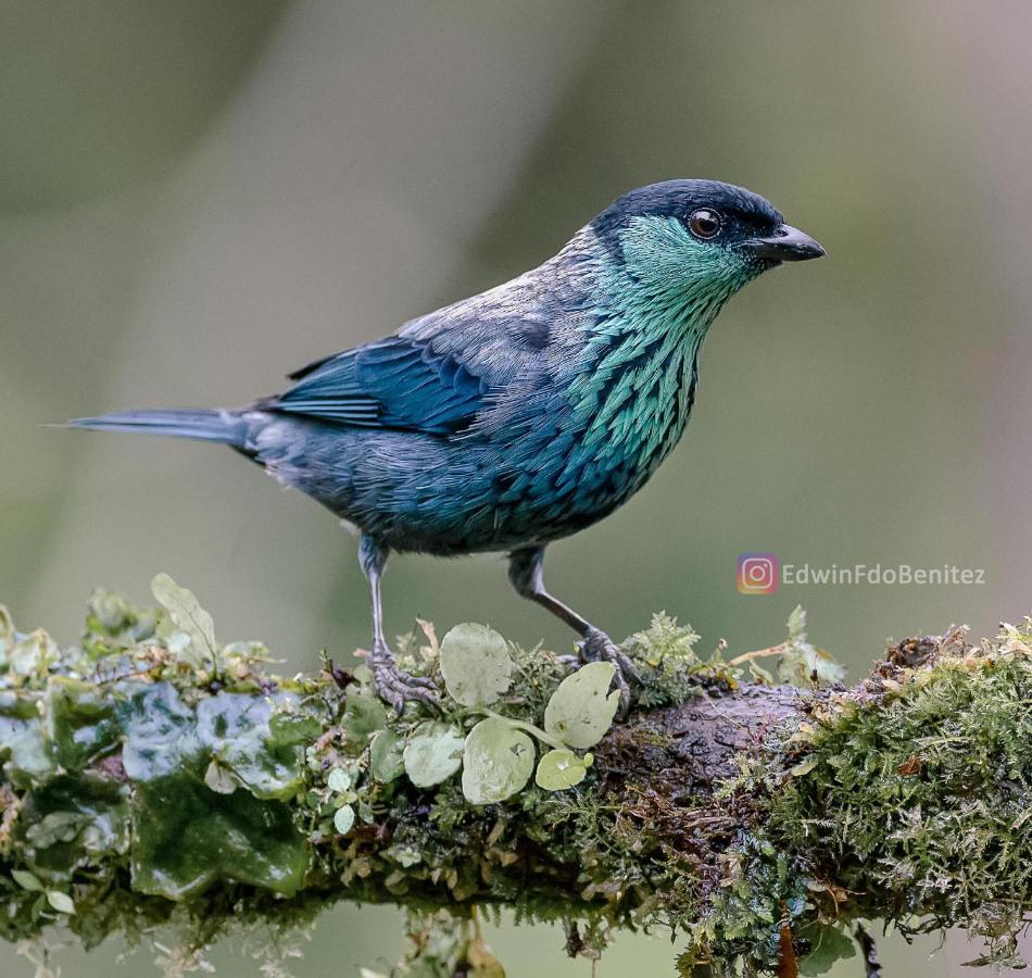 Bosque De Niebla Birding & Nature 卡利 外观 照片