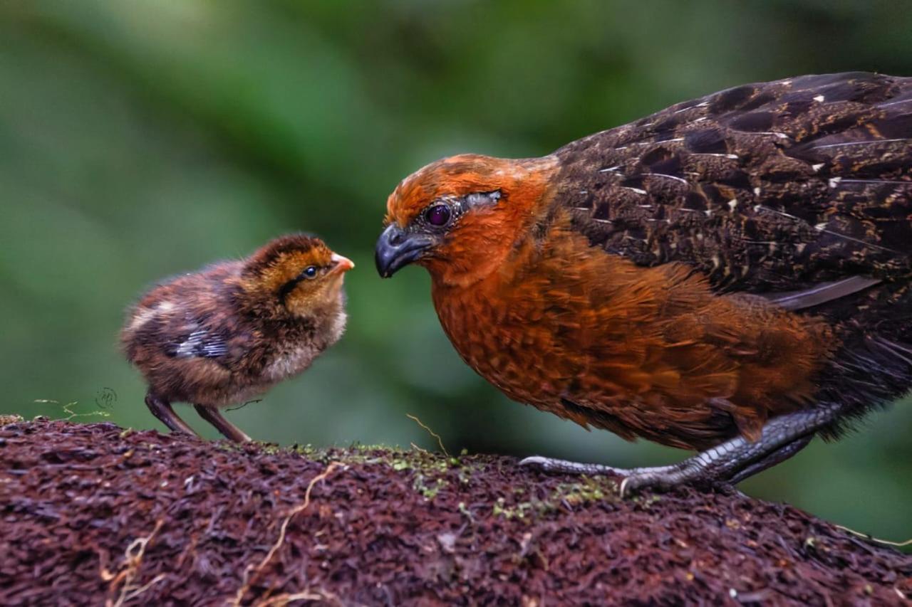 Bosque De Niebla Birding & Nature 卡利 外观 照片