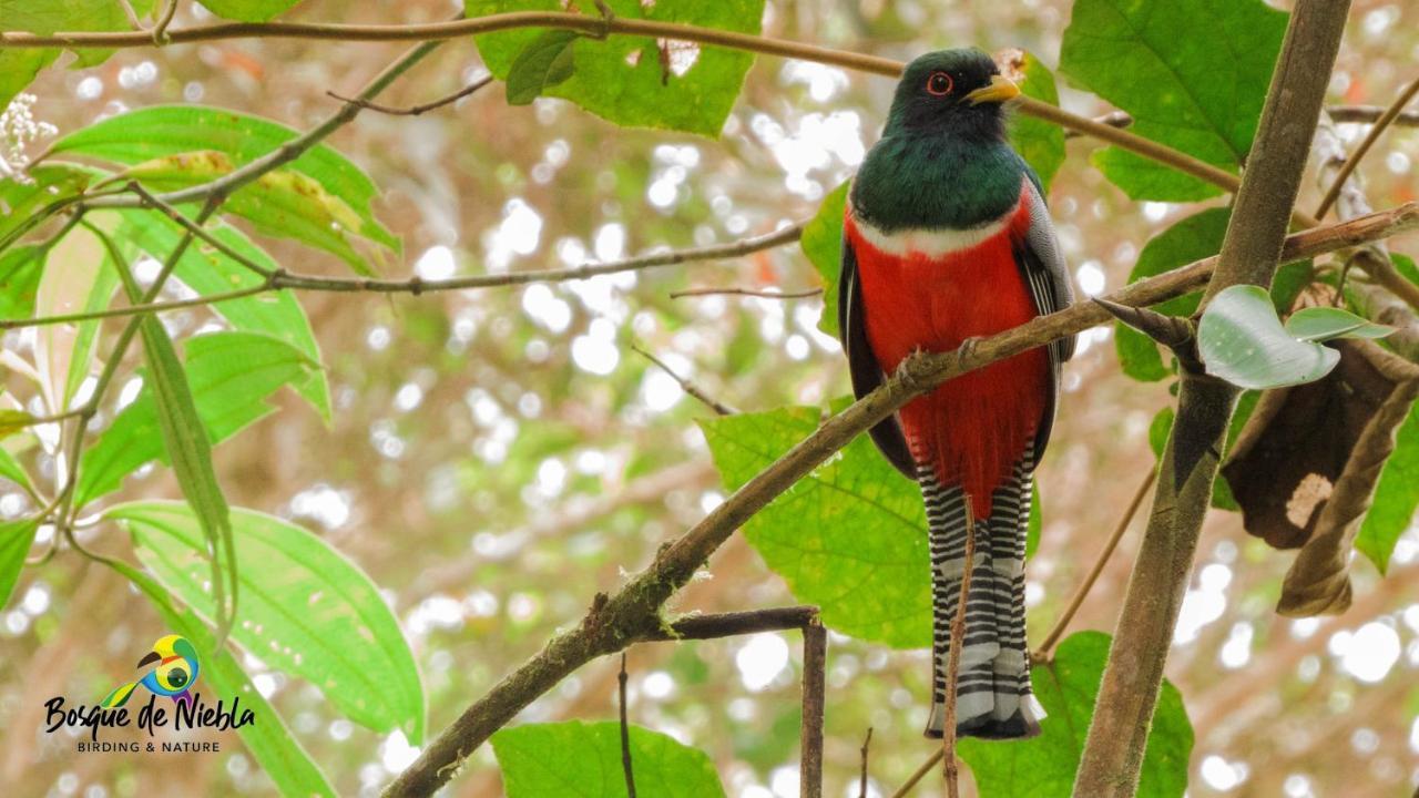 Bosque De Niebla Birding & Nature 卡利 外观 照片