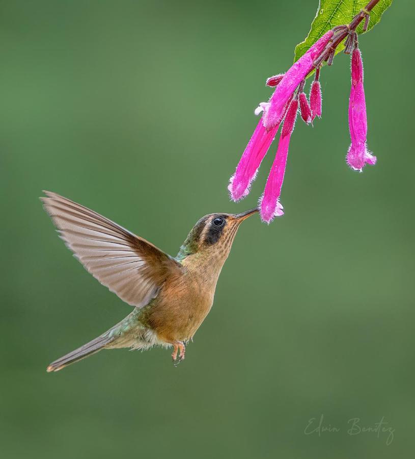 Bosque De Niebla Birding & Nature 卡利 外观 照片